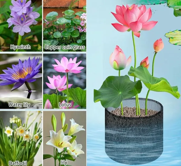 Vandplanter^Mesh Vandplante Potte - Sæt med 4 til Vandhaver Round shape
