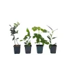 Sale Middelhavet frugttræ - Sæt med 4 - Citrus, ficus, olea - Højde 25-40cm - ⌀9cm Træ
