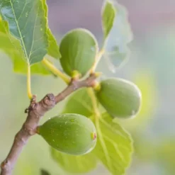 Sale Middelhavet frugttræ - Sæt med 4 - Citrus, ficus, olea - Højde 25-40cm - ⌀9cm Træ