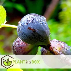 Sale Middelhavet frugttræ - Sæt med 4 - Citrus, ficus, olea - Højde 25-40cm - ⌀9cm Træ