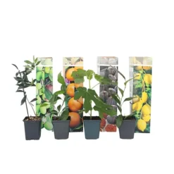 Sale Middelhavet frugttræ - Sæt med 8 - Citrus, ficus, olea - Højde 25-40cm - ⌀9cm Træ