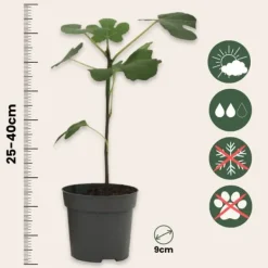 Sale Middelhavet frugttræ - Sæt med 8 - Citrus, ficus, olea - Højde 25-40cm - ⌀9cm Træ