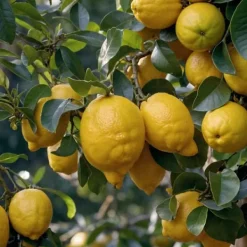 Sale Middelhavet frugttræ - Sæt med 8 - Citrus, ficus, olea - Højde 25-40cm - ⌀9cm Træ