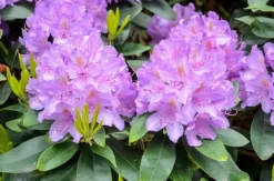 Gødningsmidler^Mineralgel til azaleaer og rhododendroner 0,5 l Agrecol
