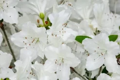 Gødningsmidler^Mineralgel til azaleaer og rhododendroner 0,5 l Agrecol