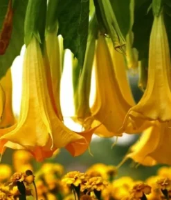 Gødningsmidler^Mineralgel til Datura 0,5L Agrecol