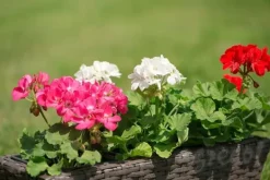 Sale Mineralgel til pelargonier 0,5 l Agrecol Gødningsmidler