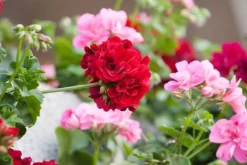 Sale Mineralgel til pelargonier 0,5 l Agrecol Gødningsmidler
