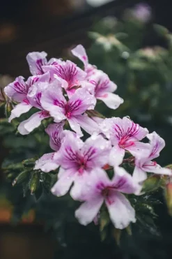 Best Mineralgelgødning til blomstrende planter 0,25 l Agrecol Gødningsmidler