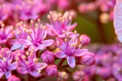 Best Mineralgelgødning til blomstrende planter 0,25 l Agrecol Gødningsmidler