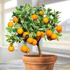 Discount Mineralgelgødning til citrus 0,25 l Agrecol Gødningsmidler