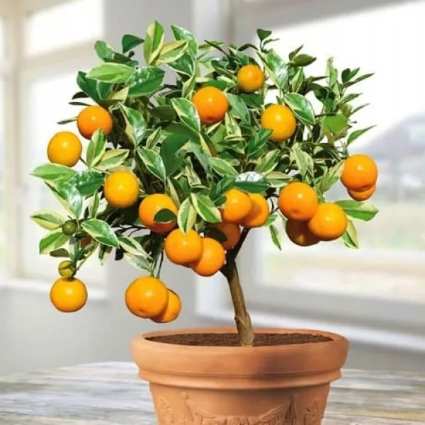 Discount Mineralgelgødning til citrus 0,25 l Agrecol Gødningsmidler