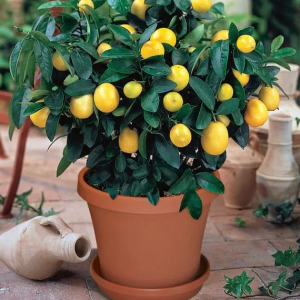 Discount Mineralgelgødning til citrus 0,25 l Agrecol Gødningsmidler