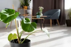 New Mineralgelgødning til grønne planter 0,5 l Gødningsmidler