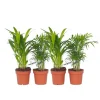 Krukkeplanter Indendørs^Mini inomhus palmen - Sæt med 4 - Dypsis Chamaedorea - Højde 25-40cm - ⌀12cm