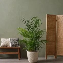 Krukkeplanter Indendørs^Mini inomhus palmen - Sæt med 4 - Dypsis Chamaedorea - Højde 25-40cm - ⌀12cm