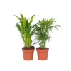 Krukkeplanter Indendørs^Mini inomhus palmen - Sæt med 2 - Dypsis Chamaedorea - Højde 25-40cm - ⌀12cm