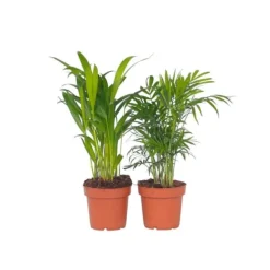 Krukkeplanter Indendørs^Mini inomhus palmen - Sæt med 2 - Dypsis Chamaedorea - Højde 25-40cm - ⌀12cm