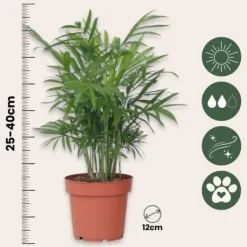 Krukkeplanter Indendørs^Mini inomhus palmen - Sæt med 2 - Dypsis Chamaedorea - Højde 25-40cm - ⌀12cm