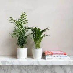 Krukkeplanter Indendørs^Mini inomhus palmen - Sæt med 2 - Dypsis Chamaedorea - Højde 25-40cm - ⌀12cm