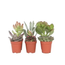 Krukkeplanter Indendørs^Mini sukkulenter - Sæt med 6 - Succulent Mix - Højde 5-10cm - ⌀6cm
