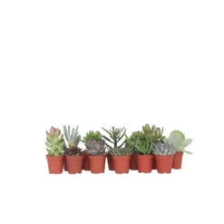 Krukkeplanter Indendørs^Mini sukkulenter - Sæt med 12 - Succulent Mix - Højde 5-10cm - ⌀6cm
