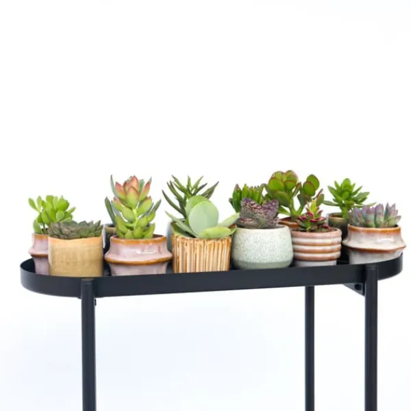 Krukkeplanter Indendørs^Mini sukkulenter - Sæt med 12 - Succulent Mix - Højde 5-10cm - ⌀6cm