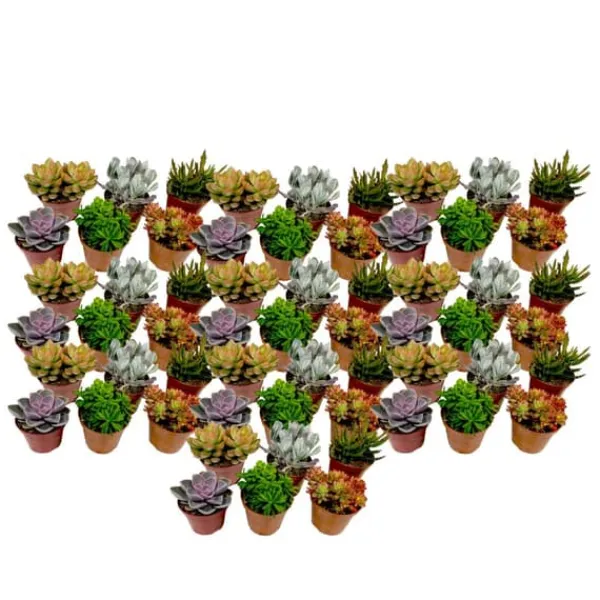 Sale Mini sukkulenter - Sæt med 60 - Succulent Mix - Højde 5-10cm - ⌀6cm Krukkeplanter Indendørs