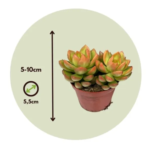 Sale Mini sukkulenter - Sæt med 60 - Succulent Mix - Højde 5-10cm - ⌀6cm Krukkeplanter Indendørs