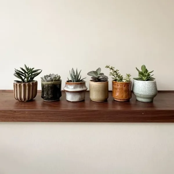 Sale Mini sukkulenter - Sæt med 60 - Succulent Mix - Højde 5-10cm - ⌀6cm Krukkeplanter Indendørs
