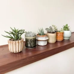 Sale Mini sukkulenter - Sæt med 60 - Succulent Mix - Højde 5-10cm - ⌀6cm Krukkeplanter Indendørs