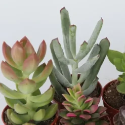 Sale Mini sukkulenter - Sæt med 60 - Succulent Mix - Højde 5-10cm - ⌀6cm Krukkeplanter Indendørs
