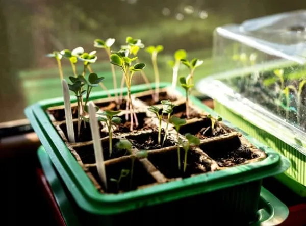 Kit Til Plante- & Urtedyrkning^Minidrivhus med to bakker på 27x20x11 cm til frøplanter