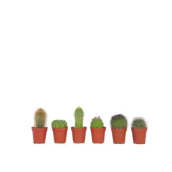 Krukkeplanter Indendørs^Minikaktus - Sæt med 6 - Cactus - Højde 5-10cm - ⌀6cm
