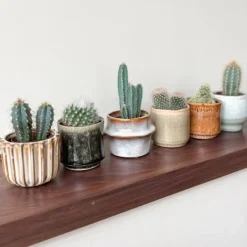 Krukkeplanter Indendørs^Minikaktus - Sæt med 6 - Cactus - Højde 5-10cm - ⌀6cm