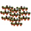 Krukkeplanter Indendørs^Minikaktus - Sæt med 60 - Cactus - Højde 5-10cm - ⌀6cm