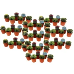 Krukkeplanter Indendørs^Minikaktus - Sæt med 60 - Cactus - Højde 5-10cm - ⌀6cm