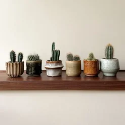Krukkeplanter Indendørs^Minikaktus - Sæt med 60 - Cactus - Højde 5-10cm - ⌀6cm