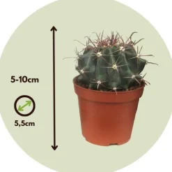 Best Minikaktus - Sæt med 12 - Cactus - Højde 5-10cm - ⌀6cm Krukkeplanter Indendørs