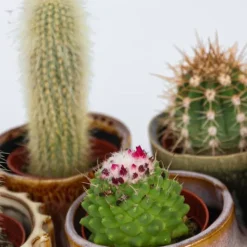 Best Minikaktus - Sæt med 12 - Cactus - Højde 5-10cm - ⌀6cm Krukkeplanter Indendørs