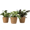Krukkeplanter Indendørs^Mix af 3 stueplanter inkl. kurve - Højde 25-40cm - ⌀12cm