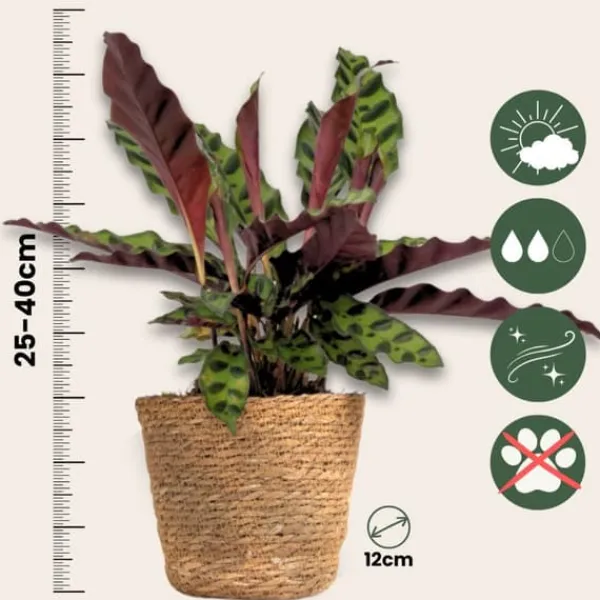 Krukkeplanter Indendørs^Mix af 3 stueplanter inkl. kurve - Højde 25-40cm - ⌀12cm