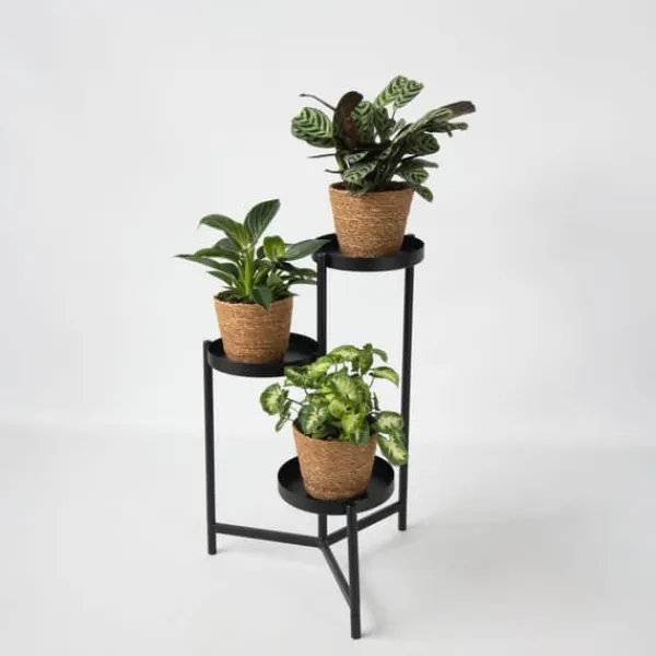 Krukkeplanter Indendørs^Mix af 3 stueplanter inkl. kurve - Højde 25-40cm - ⌀12cm