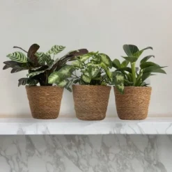 Krukkeplanter Indendørs^Mix af 3 stueplanter inkl. kurve - Højde 25-40cm - ⌀12cm