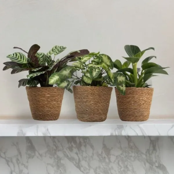 Krukkeplanter Indendørs^Mix af 3 stueplanter inkl. kurve - Højde 25-40cm - ⌀12cm