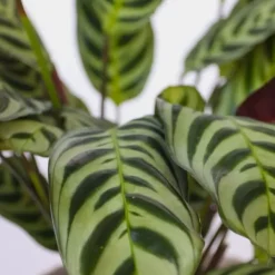 Krukkeplanter Indendørs^Mix af 3 stueplanter inkl. kurve - Højde 25-40cm - ⌀12cm
