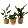 Krukkeplanter Indendørs^Mix af 3 stueplanter inkl. kurve - Højde 25-40cm - ⌀12cm