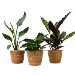 Krukkeplanter Indendørs^Mix af 3 stueplanter inkl. kurve - Højde 25-40cm - ⌀12cm
