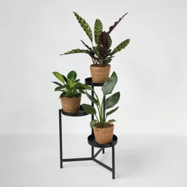 Krukkeplanter Indendørs^Mix af 3 stueplanter inkl. kurve - Højde 25-40cm - ⌀12cm