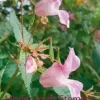 Discount Moder Jords Stemme Blomster